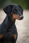 Doberman Pinscher Portrait