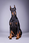 sitting Doberman Pinscher