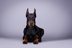 lying Doberman Pinscher