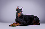 lying Doberman Pinscher