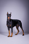 standing Doberman Pinscher