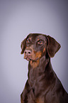 Doberman Pinscher Portrait