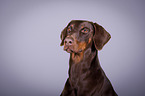 Doberman Pinscher Portrait