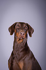 Doberman Pinscher Portrait