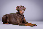 lying Doberman Pinscher