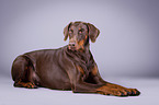 lying Doberman Pinscher