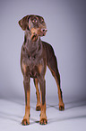 standing Doberman Pinscher