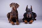 Doberman Pinscher in the studio