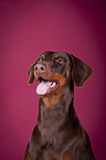 Doberman Pinscher Portrait