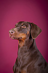 Doberman Pinscher Portrait