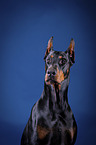 Doberman Pinscher Portrait