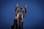 Doberman Pinscher Portrait