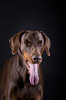 Doberman Pinscher