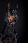 Doberman Pinscher Portrait