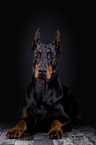 lying Doberman Pinscher