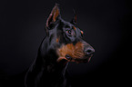 Doberman Pinscher Portrait