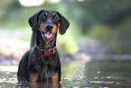 bathing Doberman Pinscher