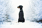 sitting Doberman Pinscher