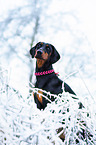 Doberman Pinscher Portrait