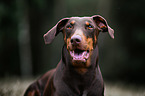 Doberman Pinscher Portrait