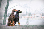 Doberman Pinscher