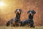 Doberman Pinscher