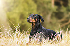 Doberman Pinscher