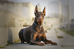 Doberman Pinscher in the city