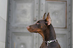 Doberman Pinscher in the city