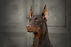 Doberman Pinscher in the city