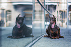 Doberman Pinscher in the city