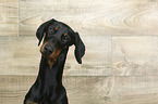 Doberman Pinscher portrait