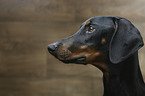 Doberman Pinscher portrait