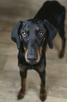 standing Doberman Pinscher