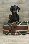 lying Doberman Pinscher