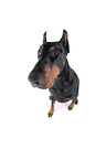 Fisheye shot of a doberman pinscher