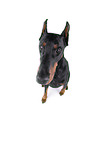 Fisheye shot of a doberman pinscher