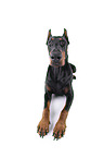 Fisheye shot of a doberman pinscher