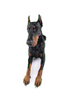 Fisheye shot of a doberman pinscher