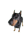 Fisheye shot of a doberman pinscher