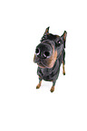 Fisheye shot of a doberman pinscher