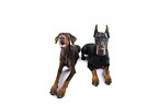 Doberman Pinscher