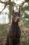 Doberman Pinscher Portrait