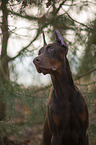 Doberman Pinscher Portrait