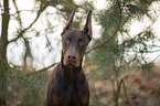 Doberman Pinscher Portrait