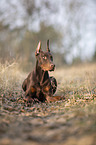 lying Doberman Pinscher