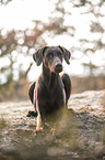 lying Doberman Pinscher