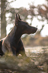 lying Doberman Pinscher