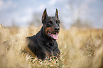 cropped and docked male Doberman pinscher