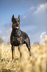 cropped and docked male Doberman pinscher